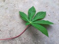 Green cassava leaves with background