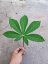 Green cassava leaves with background