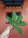 Green cassava leaves with background