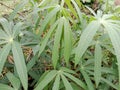 Green cassava leaves are entering the harvest period