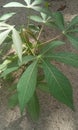 Green cassava leaves grow on the sand