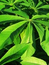 The green cassava leaves look fresh