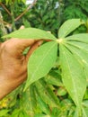 Green cassava leaves