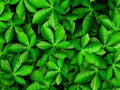 Green Cassava leaves