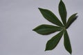 green cassava leaves