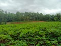 Green cassava plants in the garden in the afternoon Royalty Free Stock Photo