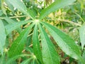 Green cassava with rain after