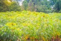 Green cassava tree in the cultivated field. Cassava (Manihot esculenta), also called Yuca, Mandioa, Manioc, Tapioca, Brazilian ar