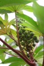 Green Castor oil plant Royalty Free Stock Photo