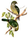 Green Cat-Birds by John Gould and HC Richter (Image has been digitally enhanced)