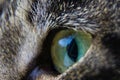 Green cat eye close up Royalty Free Stock Photo