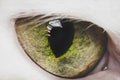 Green cat eye close-up Royalty Free Stock Photo