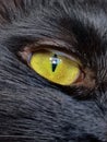 Green cat eye close up Royalty Free Stock Photo