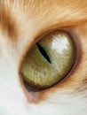 Green cat eye , ginger cat macro Royalty Free Stock Photo
