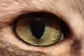 Green cat eye macro Royalty Free Stock Photo