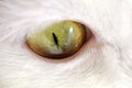 Green Cat Eye Macro Royalty Free Stock Photo