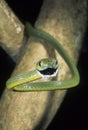 Green cat eyed snake