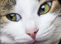 A green cat eyes Royalty Free Stock Photo