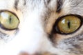 Green cat eyes Royalty Free Stock Photo