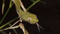 Green cat eyes snake Royalty Free Stock Photo