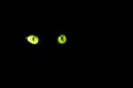 Green cat`s eyes  on black Royalty Free Stock Photo