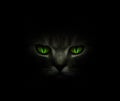 Verde gatos ojos en oscuro 