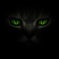 Green cat's eyes glowing in the dark Royalty Free Stock Photo