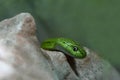 Green Cat Snake Royalty Free Stock Photo