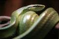 Green Cat Snake Royalty Free Stock Photo
