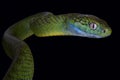 Green cat snake Boiga cyanea Royalty Free Stock Photo