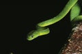 GREEN CAT SNAKE boiga cyanea, ADULT, THAILLAND