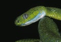 GREEN CAT SNAKE boiga cyanea, HEAD OF ADULT, THAILLAND