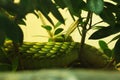 Green Cat Snake Royalty Free Stock Photo