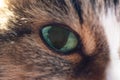 Green cat& x27;s eye close-up. Macro. The sun& x27;s rays of light. Royalty Free Stock Photo