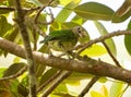 The green catbird Ailuroedus crassirostris Royalty Free Stock Photo