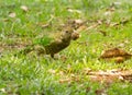 The green catbird Ailuroedus crassirostris Royalty Free Stock Photo