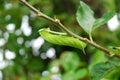 Green catepillar on branch of apple tree Royalty Free Stock Photo