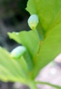 Green caterpilar bite giant Taro leaf Royalty Free Stock Photo