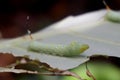 Green caterpilar bite giant Taro leaf Royalty Free Stock Photo