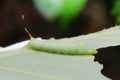 Green caterpilar bite giant Taro leaf Royalty Free Stock Photo