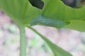 Green caterpilar bite giant Taro leaf Royalty Free Stock Photo