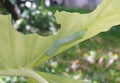 Green caterpilar bite giant Taro leaf Royalty Free Stock Photo