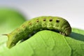 Green caterpillar Royalty Free Stock Photo