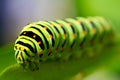 Green caterpillar Royalty Free Stock Photo