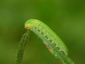 Green caterpillar