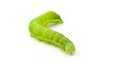 Green caterpillar Royalty Free Stock Photo