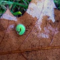 Green Caterpillar on Brown Oak Leaf Royalty Free Stock Photo