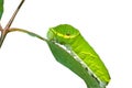 Green caterpillar 3