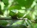 Green Caterpillar Royalty Free Stock Photo