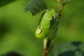 Green caterpillar Royalty Free Stock Photo
